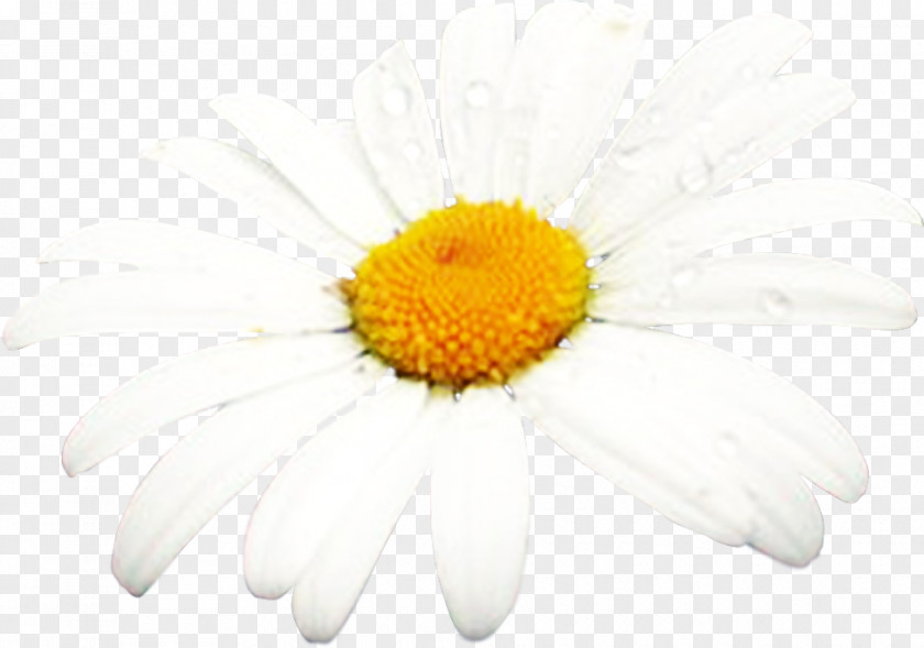 Chrysanthemum Sunscreen Oxeye Daisy Sunburn Melasma PNG