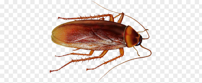 Cockroach File American Insect Clip Art PNG
