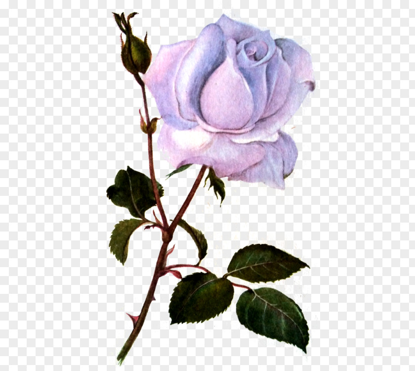 Flower Cabbage Rose Garden Roses Floribunda Blue PNG