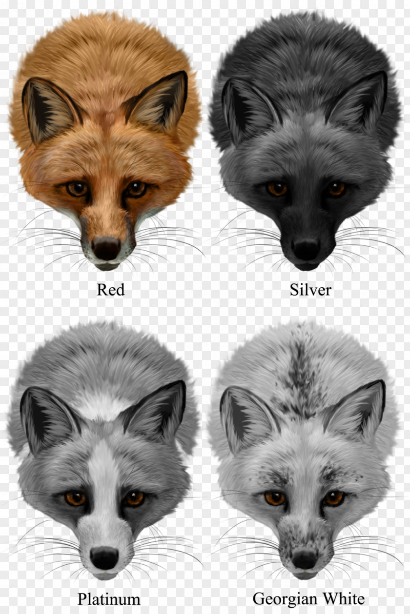 Fox Domesticated Red Arctic Silver PNG