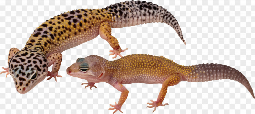 Lizard Common Leopard Gecko Komodo Dragon PNG