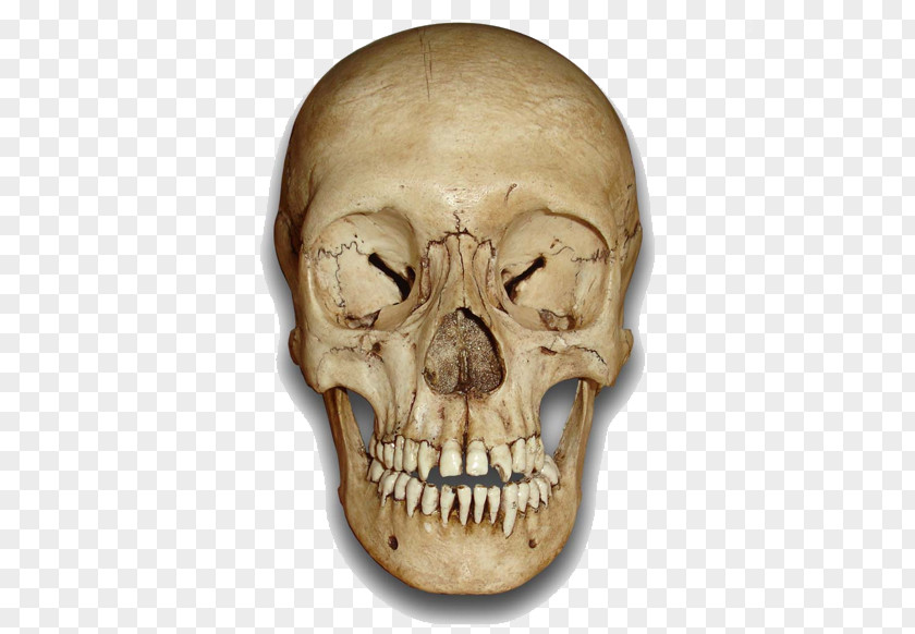 Skull Skeleton Clip Art Image PNG