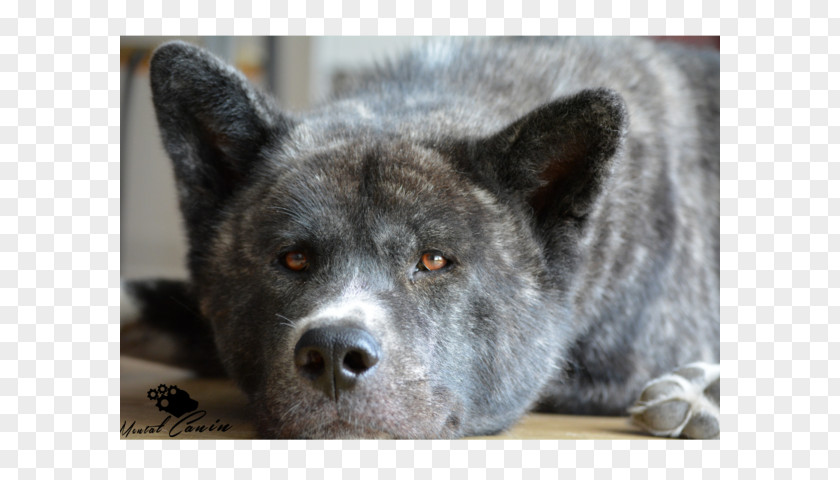 Akita Inu Saarloos Wolfdog Kai Ken Norwegian Elkhound Shikoku PNG