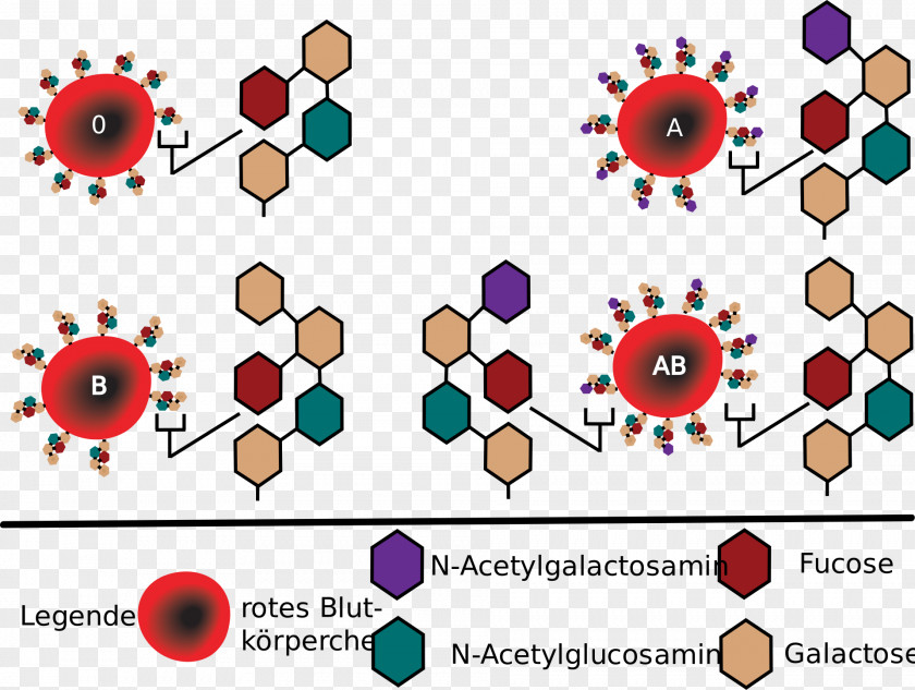 Blood Type Human Group Systems Hh Antigen PNG