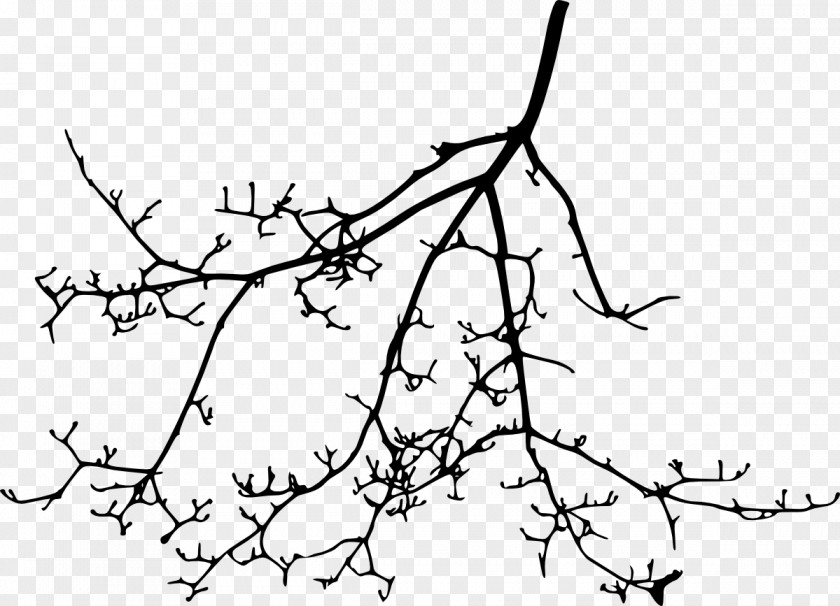 Branches Silouhette Twig Branch Plant Stem Clip Art PNG