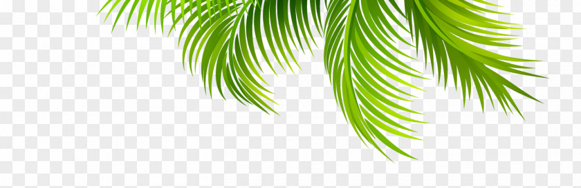 Coconut Leaves Arecaceae Leaf Branch PNG