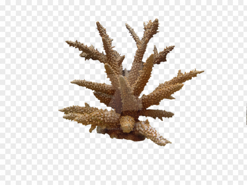 Coral Reef Alcyonacea Clip Art PNG