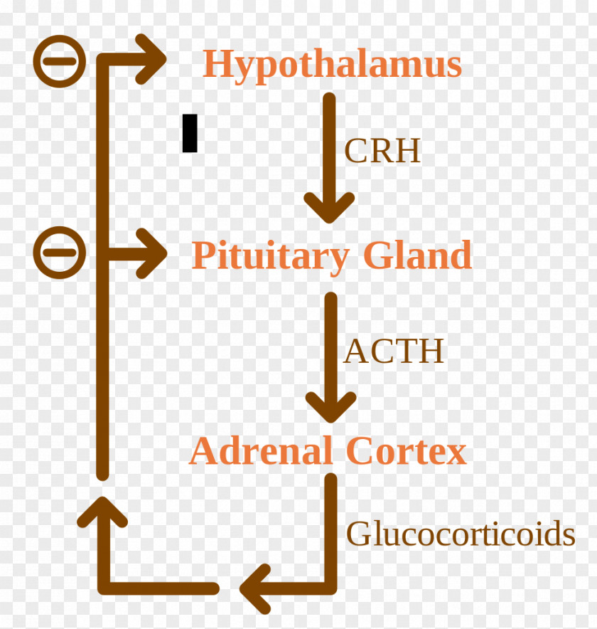 Corticotropinreleasing Hormone Negative Feedback Adrenocorticotropic Adrenal Gland Glucocorticoid PNG