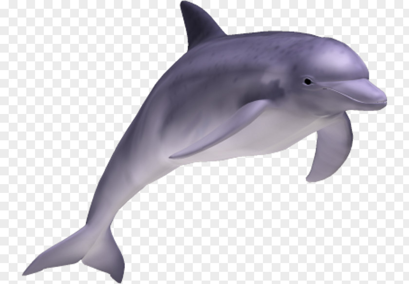 Dolphin Striped Common Bottlenose Short-beaked Rough-toothed Tucuxi PNG
