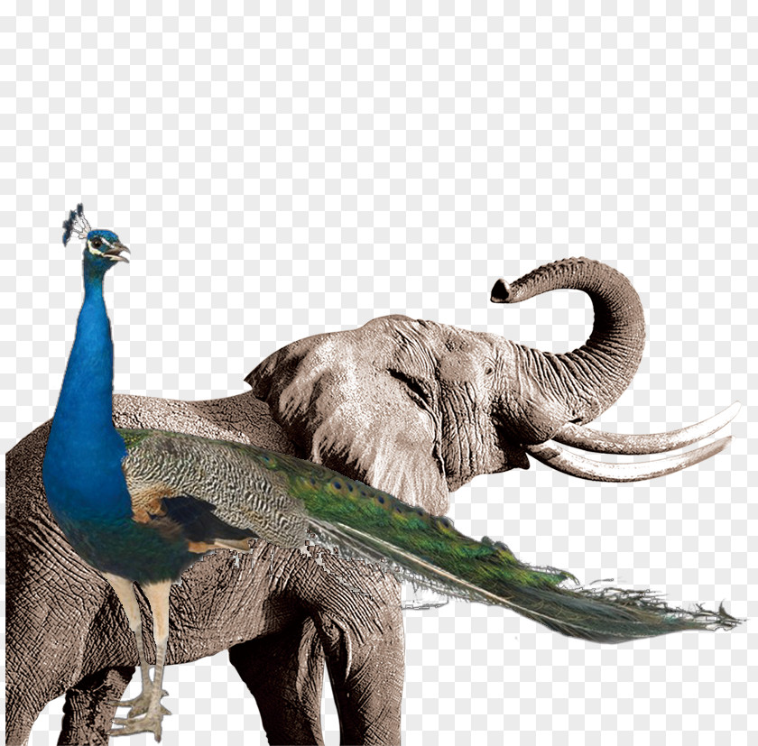 Elephant Peacock High-definition Television Video Wallpaper PNG