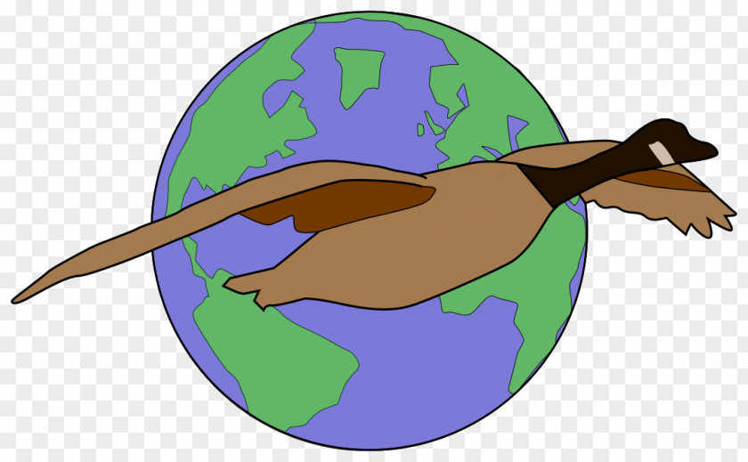 Goose Beak Cygnini Anatidae Duck PNG