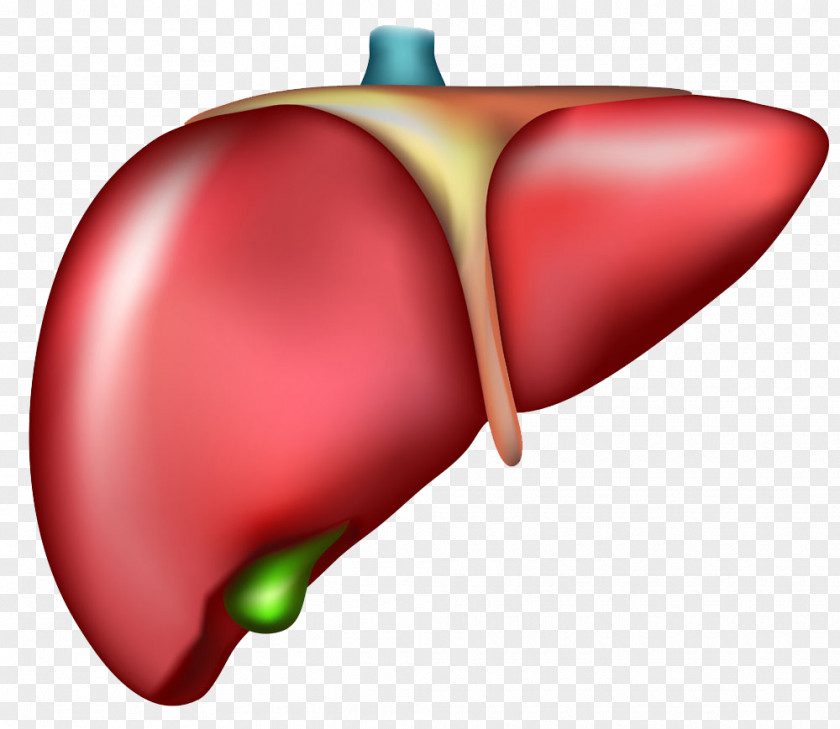 Liver Organ Cirrhosis Drawing PNG Drawing, Human liver model, heart illustration clipart PNG