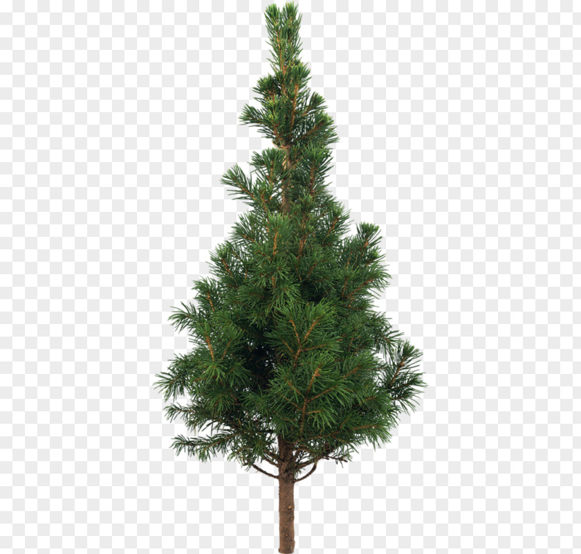 Pine Trees Tree Stone Scots Plant PNG