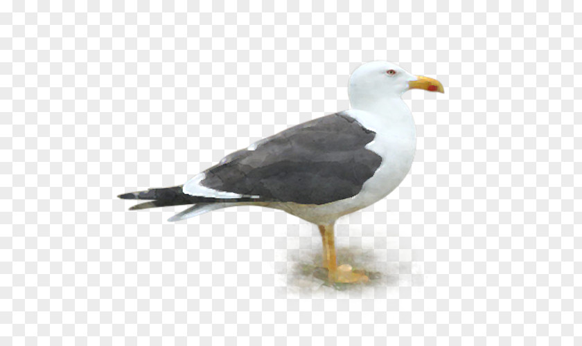 Tmall Preferential Volume Great Black-backed Gull Gulls European Herring Lesser Mouette PNG