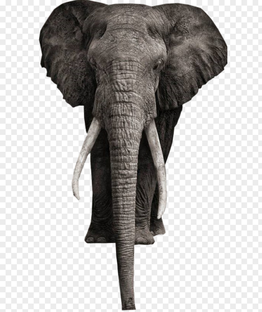African Bush Elephant Elephantidae Addo National Park White Photography PNG