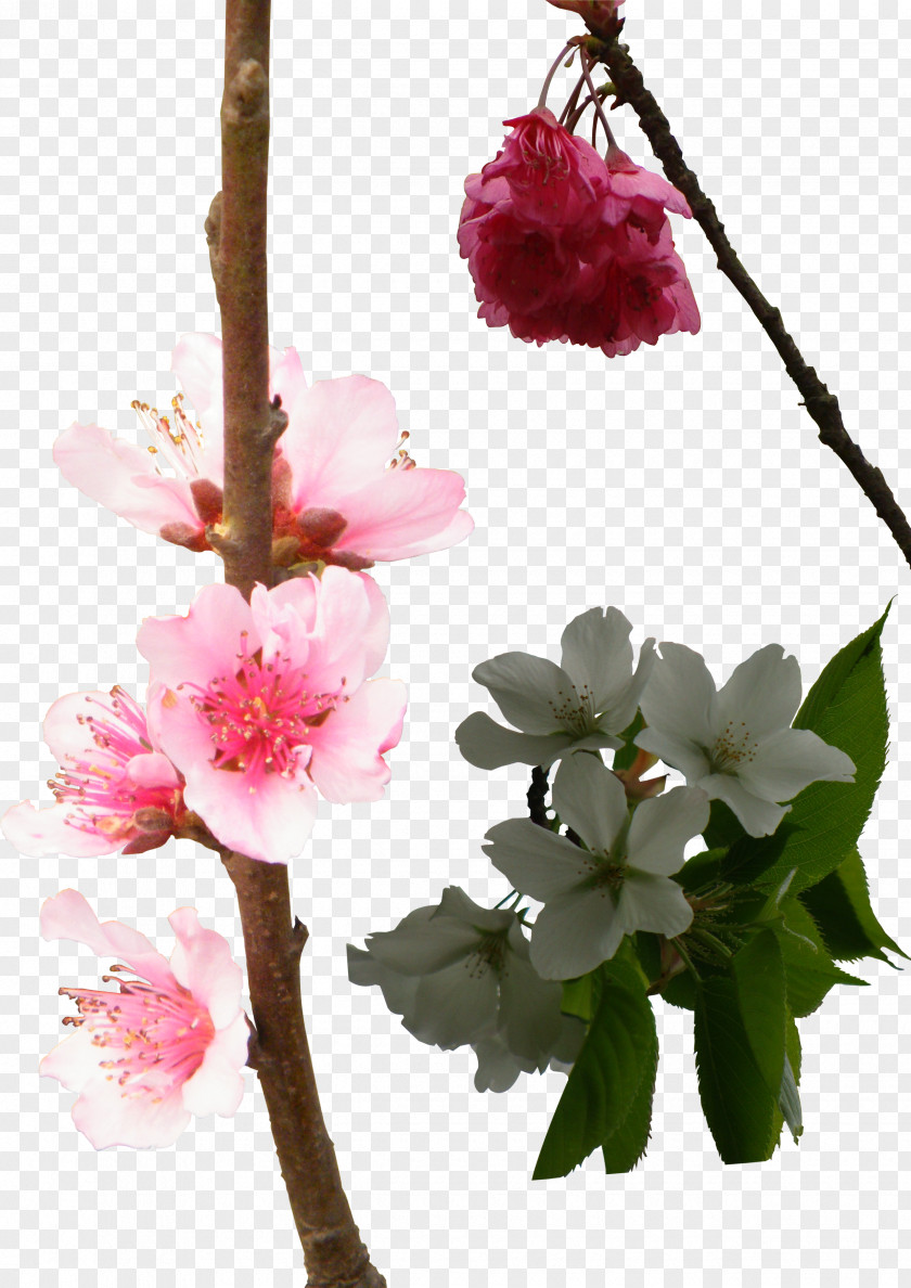 Cherry Blossoms National Blossom Festival Floral Design PNG