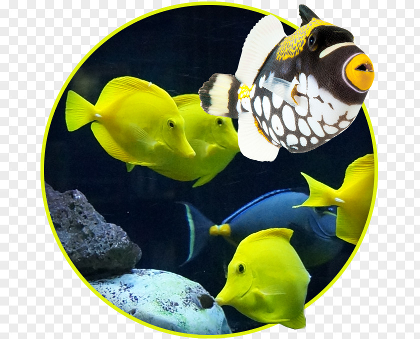 Chinese Mid-autumn Wind Coral Reef Fish Aquarium Marine Biology Saltwater PNG