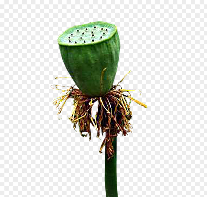 Creative Flower,Lotus Lotus Seed Nelumbo Nucifera Root PNG