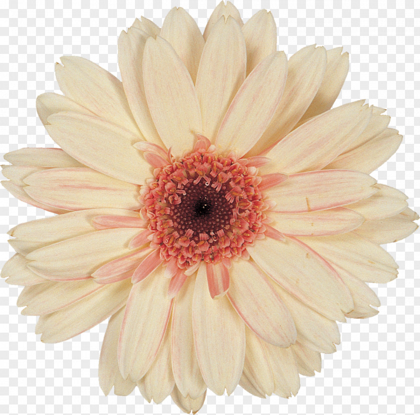 Gerbera Cut Flowers Transvaal Daisy Petal PNG