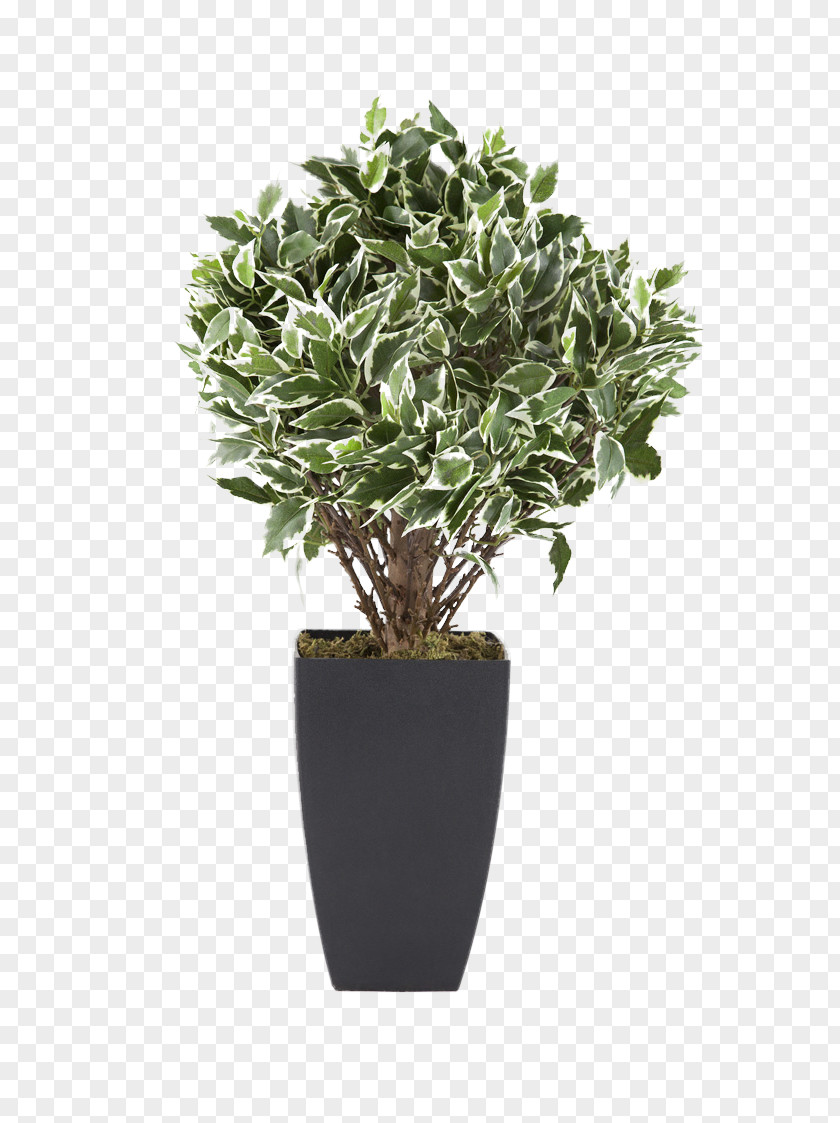Potted Plants Flowerpot Houseplant Euclidean Vector Tree PNG