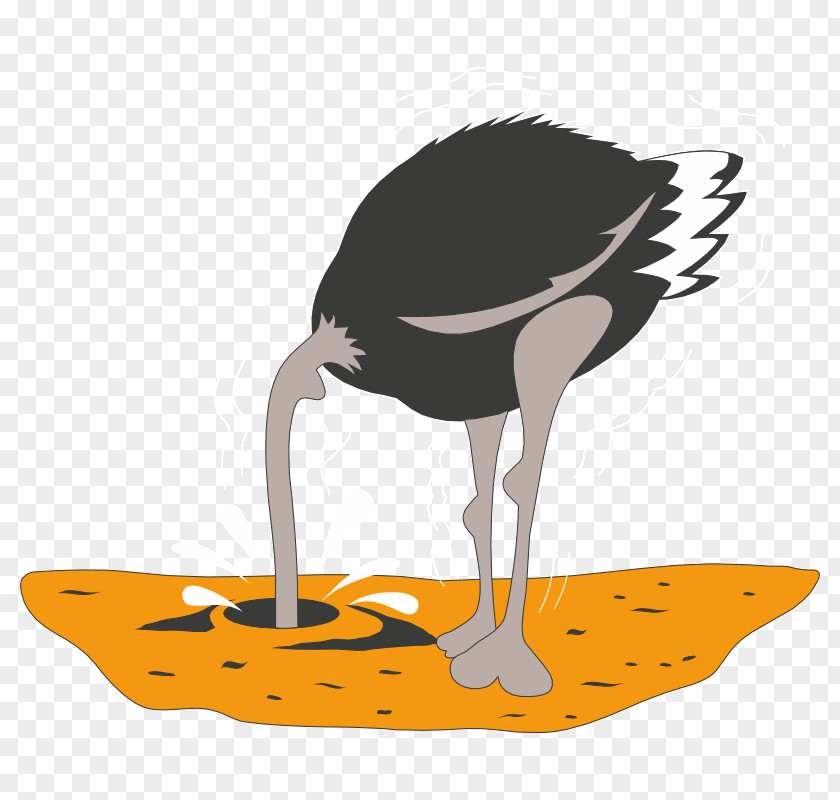 Common Ostrich Drawing Clip Art PNG