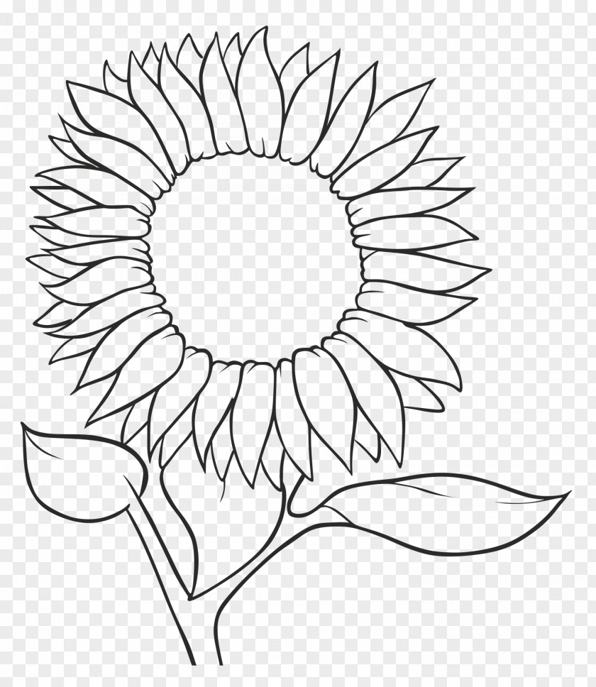 Common Sunflower Drawing Seed Sketch PNG