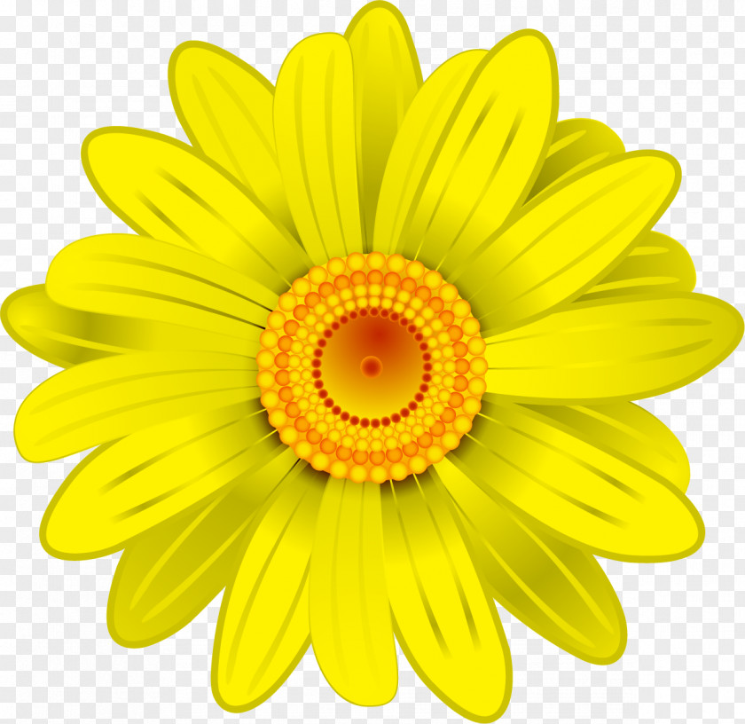 Hand Painted Yellow Chrysanthemum Flower Transvaal Daisy Clip Art PNG
