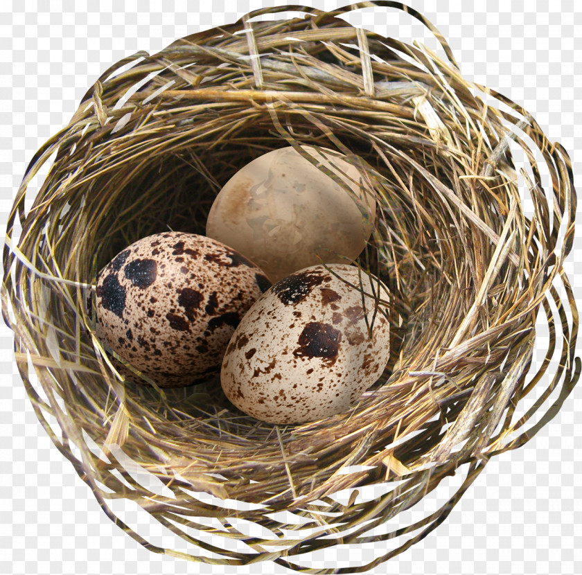 Nest Easter Egg Bird PNG
