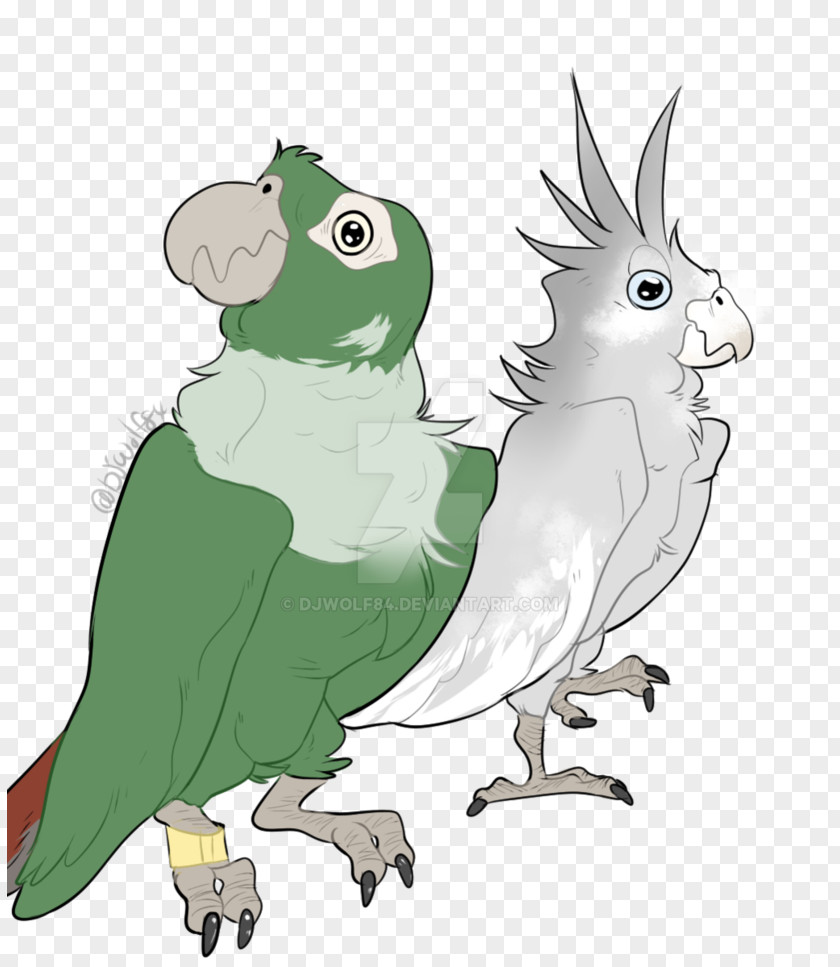 Owl Cockatiel Macaw Beak PNG