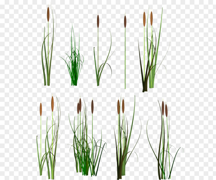 Scirpus Clip Art PNG