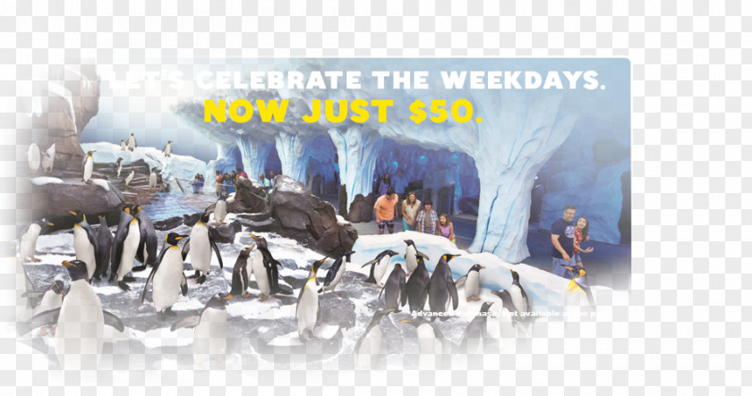 Seaworld Antarctica: Empire Of The Penguin SeaWorld Orlando Car PNG