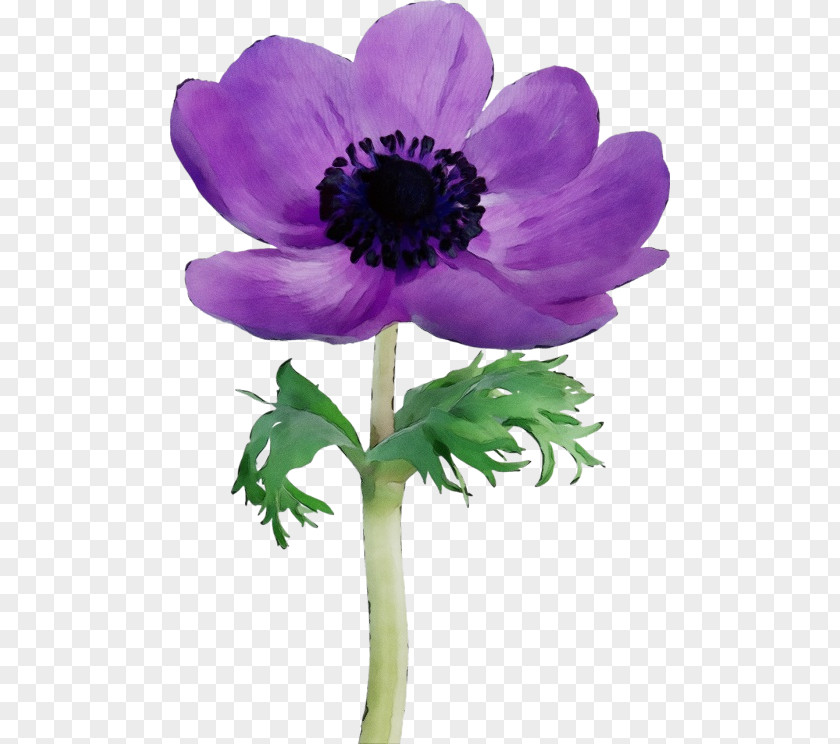 Viola Wildflower Purple Watercolor Flower PNG