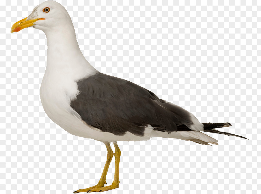 Bird European Herring Gull Great Black-backed American Common Starling PNG