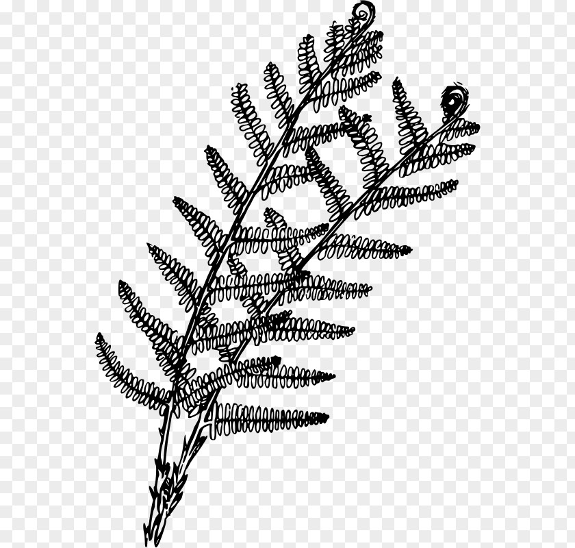 Fern Plant Coloring Book Drawing PNG