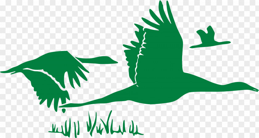 Green Swan Goose Flight Duck Cygnini Mallard PNG