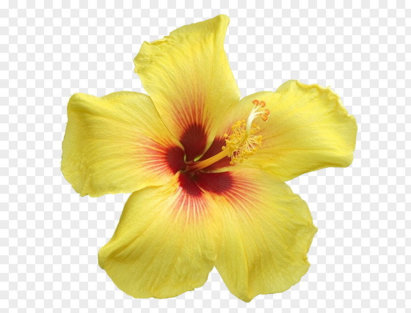 Flower Yellow Petal Clip Art PNG