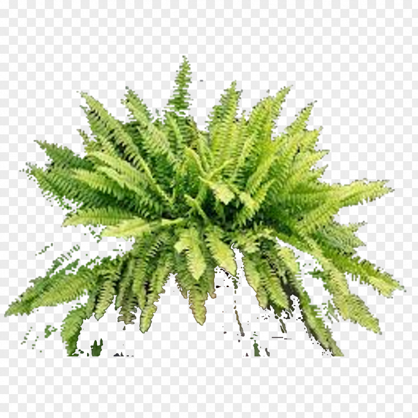 Layered Psd Fern Vascular Plant Light Food PNG