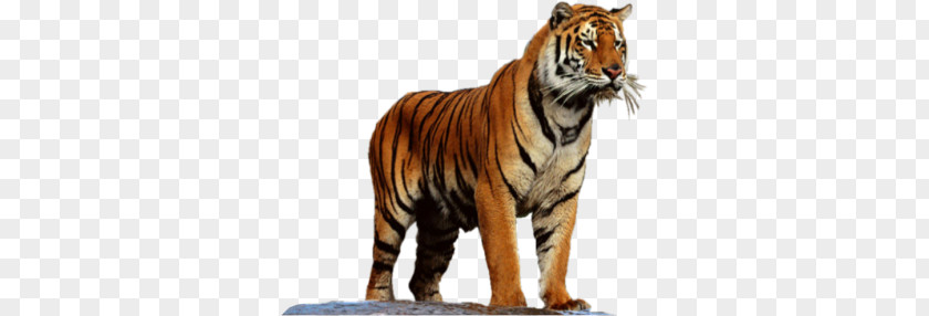 Tiger PNG clipart PNG