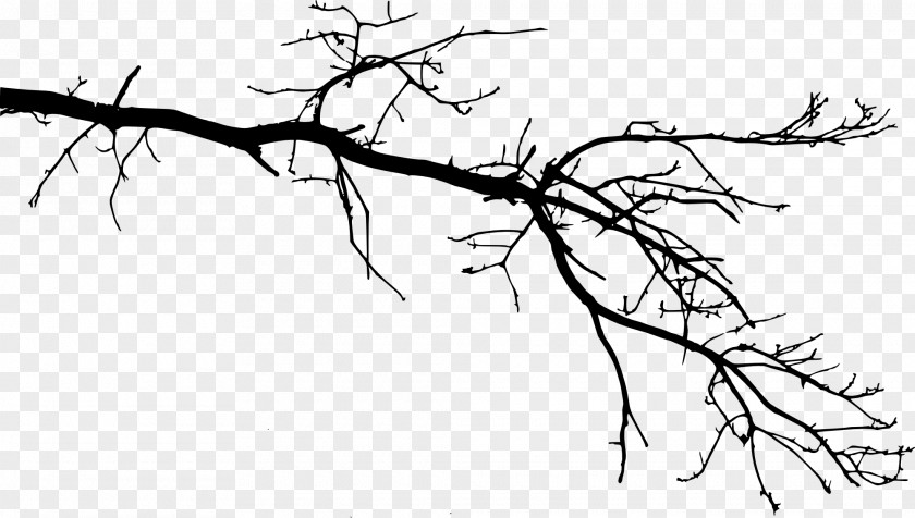 Branch Tree Drawing Twig Leaf PNG