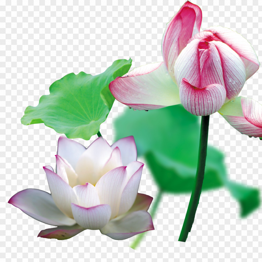 Lotus In Full Bloom Nelumbo Nucifera Cut Flowers Bud Plant Stem Annual PNG