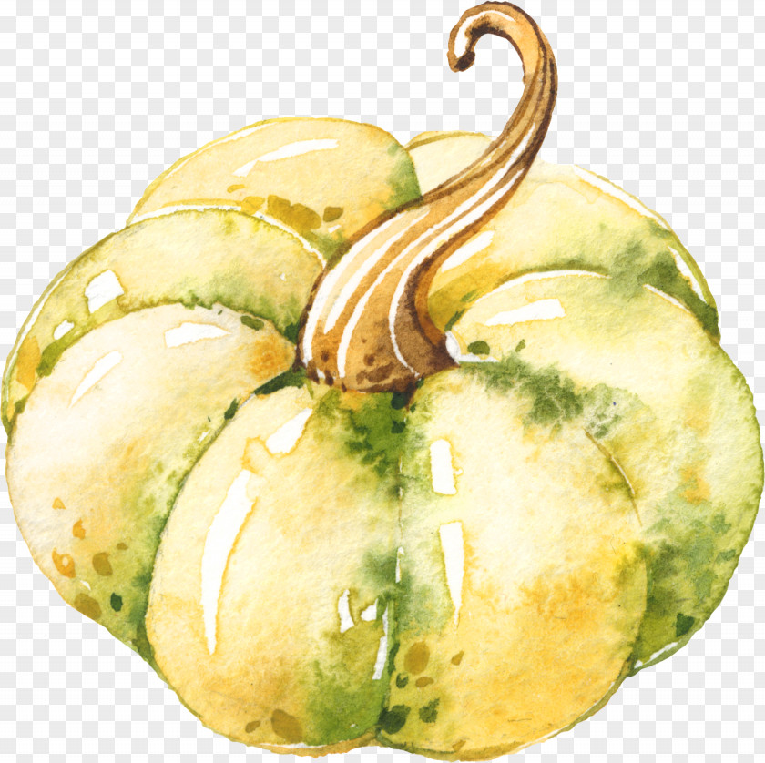 Painted Pumpkin Gourd Winter Squash Watercolor Painting PNG