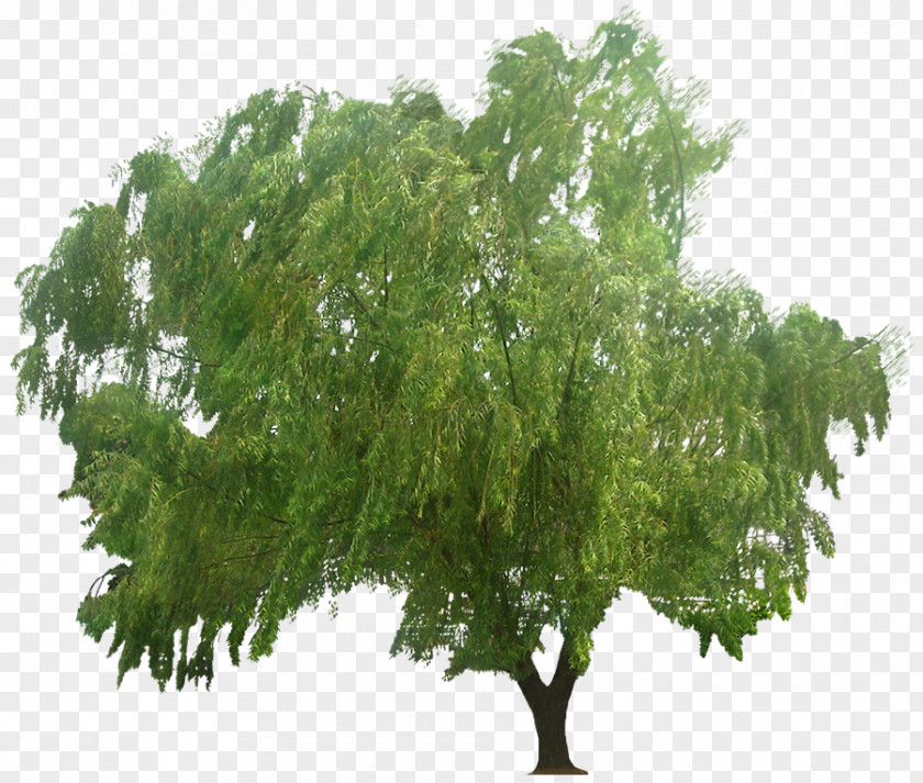 Parterre Tree Juglans Weeping Willow Clip Art PNG