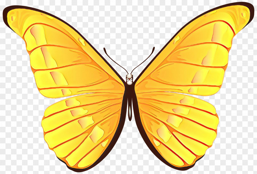 Pollinator Symmetry Orange PNG