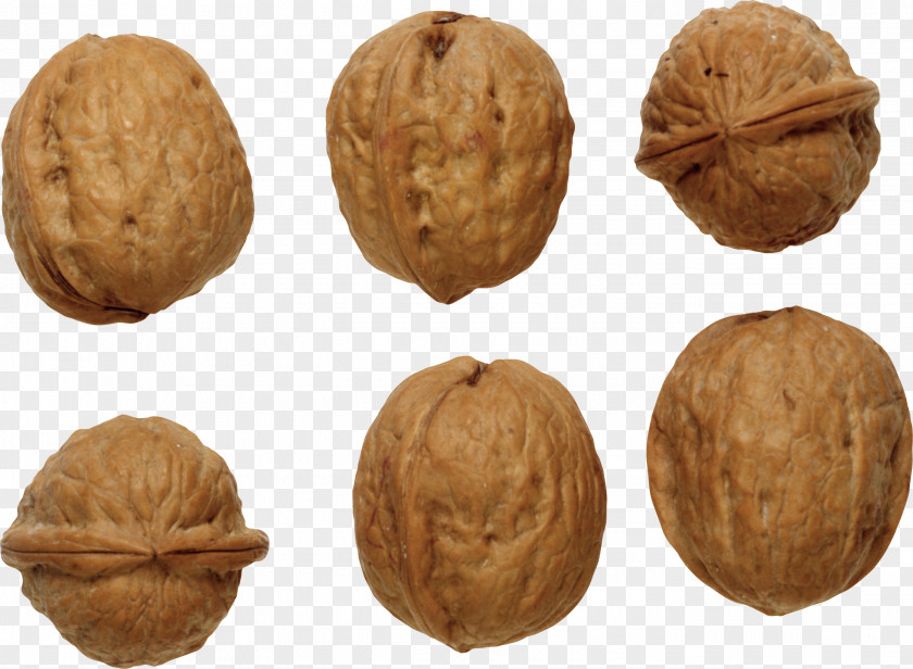 Walnut Nucule Icon Clip Art PNG