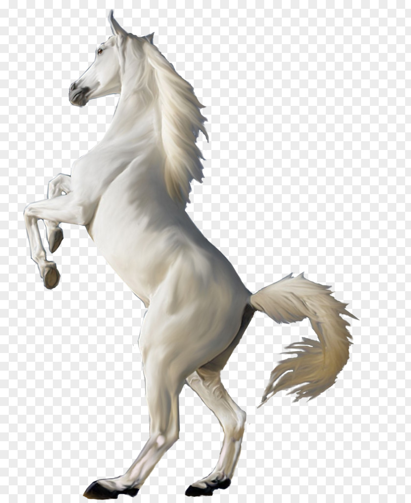 White Horse Image Arabian PNG