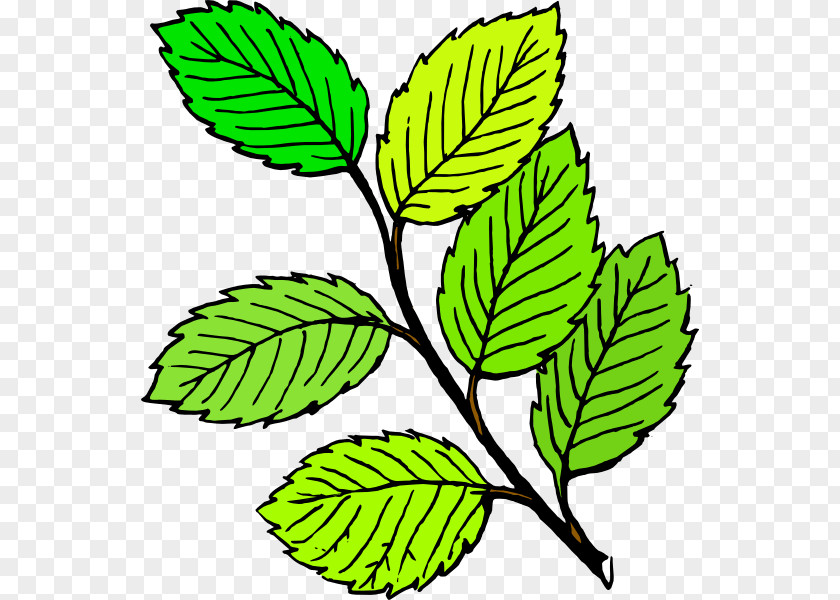 Cartoon Leaves Leaf Free Content Drawing Clip Art PNG