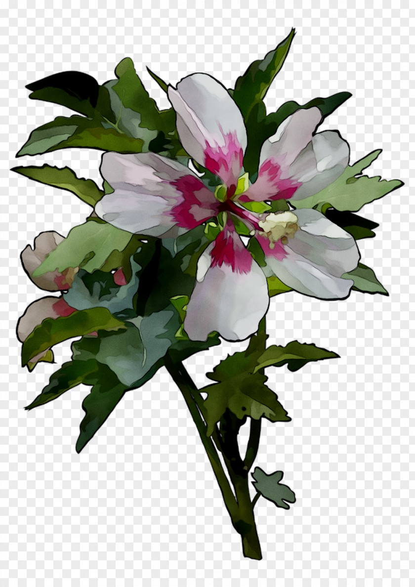 Cut Flowers Floral Design Herbaceous Plant PNG