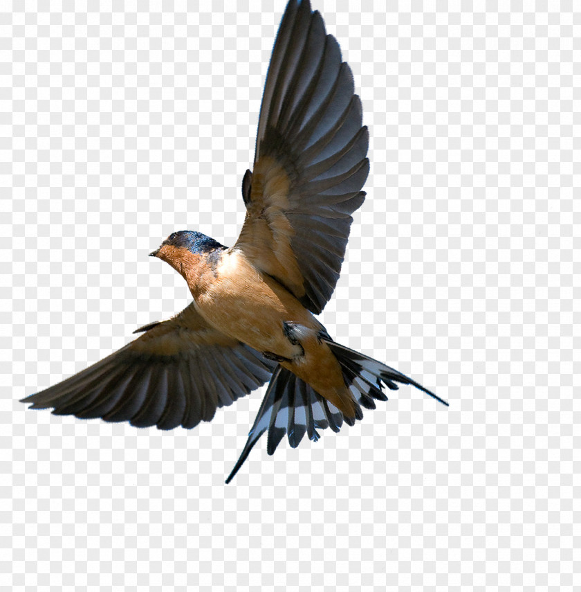Flying Bird Barn Swallow Southern Rough-winged Tree PNG