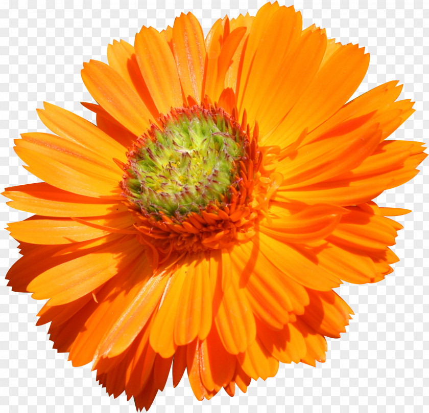 Gazania Flower Transvaal Daisy Orange Common Stock Photography PNG