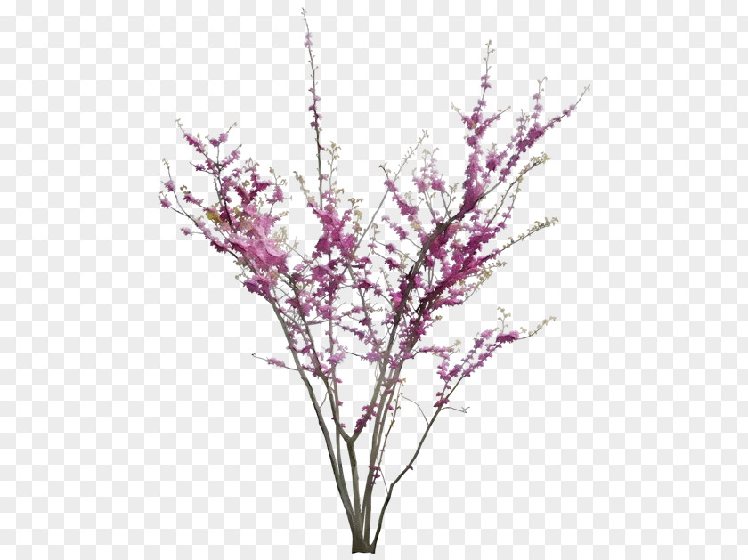 Plant Stem Grass Branch Flower Twig Pink PNG